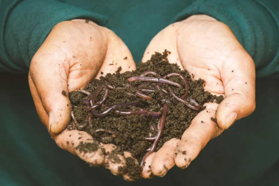 A person holding compost with worms.