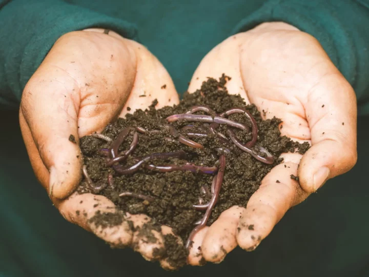 A person holding compost with worms.