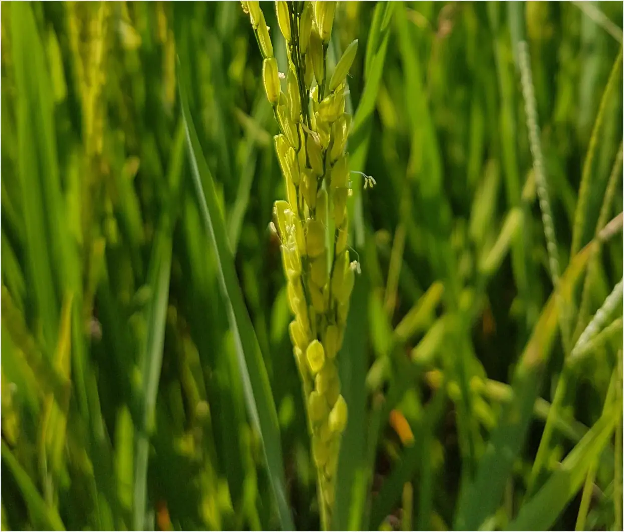 A close-up image of grass