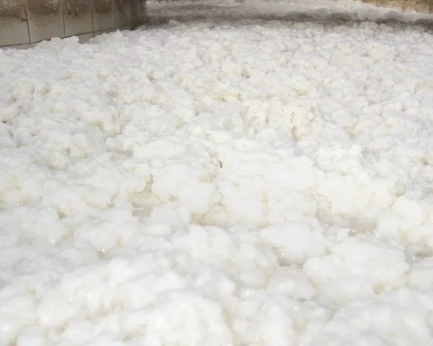 A close-up image of paper pulp