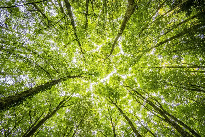 Discover how PDL is preparing for the European Union Deforestation Regulation (EUDR) with full transparency, certified sourcing, and future-ready traceability